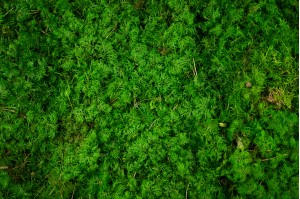 preserved-fern-moss-green-26.