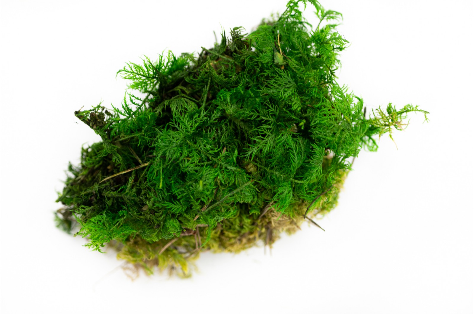 Preserved fern moss green (26)