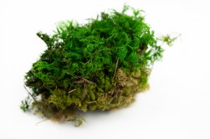 preserved-fern-moss-26.