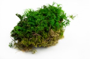 preserved-fern-moss-green-26.