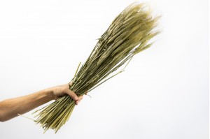 dried-barley-natural-nl.