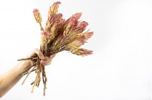 protea-compacte-seche-18.