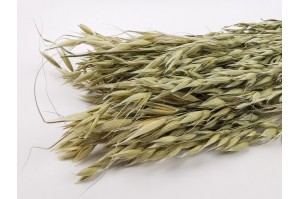 dried-oat-20.