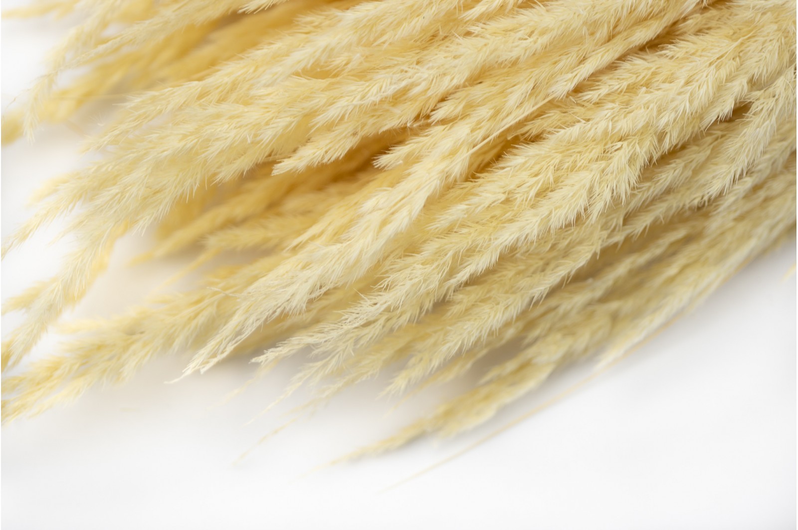Dried vulpine (26) dried-vulpine-cream-26