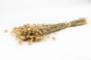 dried-lagurus-17.