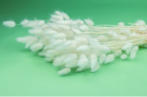 getrockenete-lagurus-17.