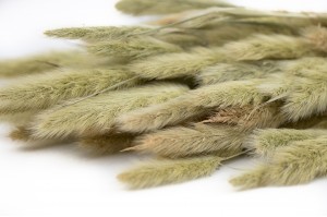 small-dried-lagurus-24