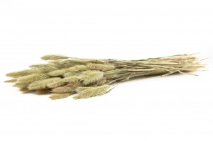 small-dried-lagurus-24.