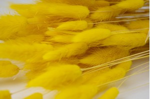 dried-lagurus-11