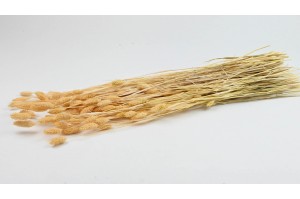 dried-phalaris-8.