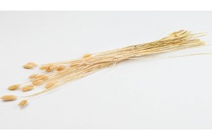 dried-phalaris-8.