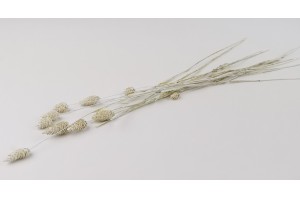 dried-phalaris-8.