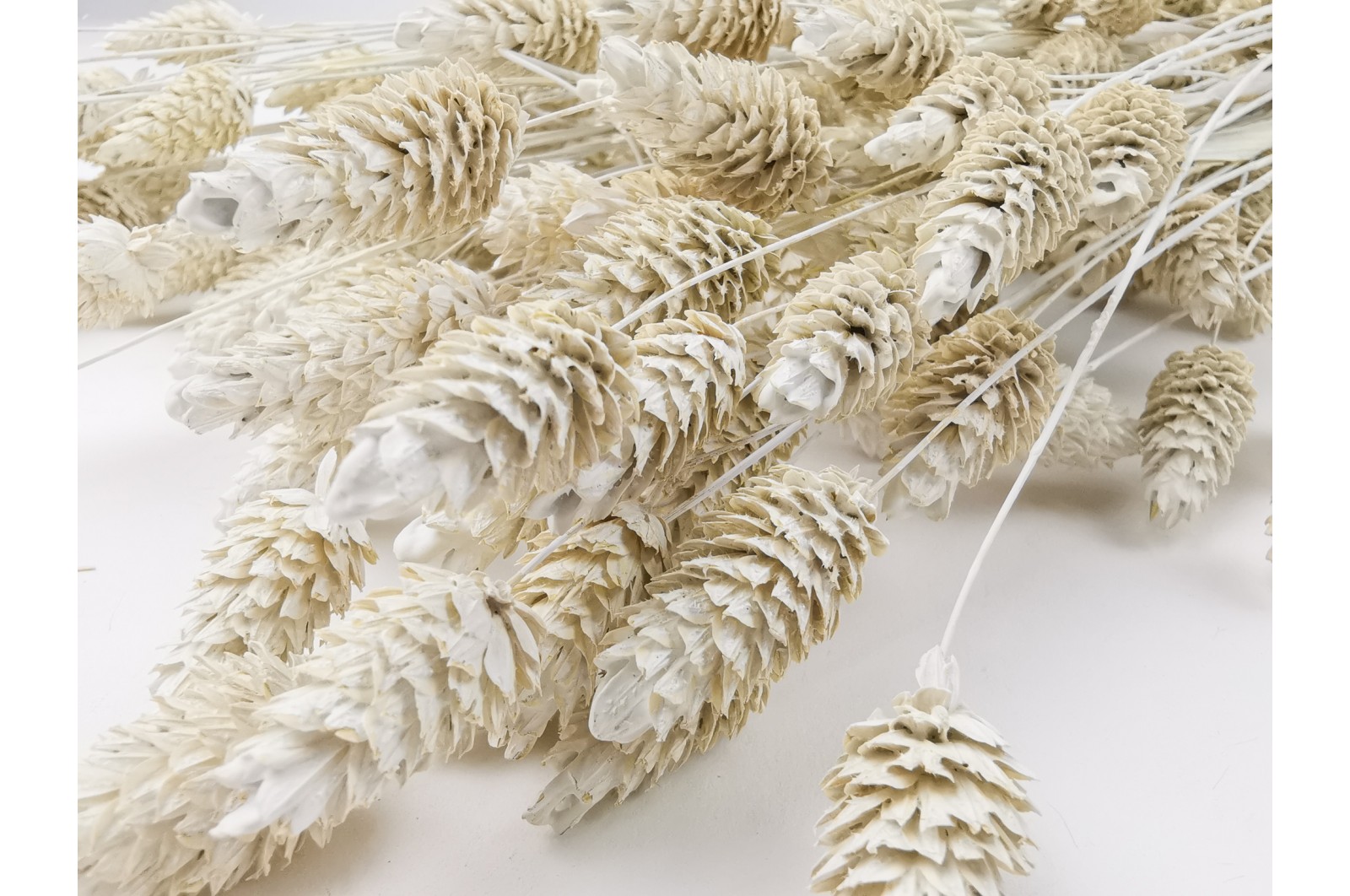 Phalaris sec (8) phalaris-sec-8