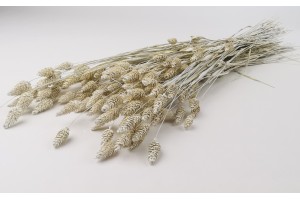 dried-phalaris-8.