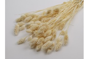 dried-phalaris-18