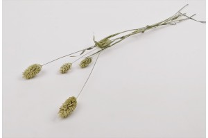 dried-phalaris-18.