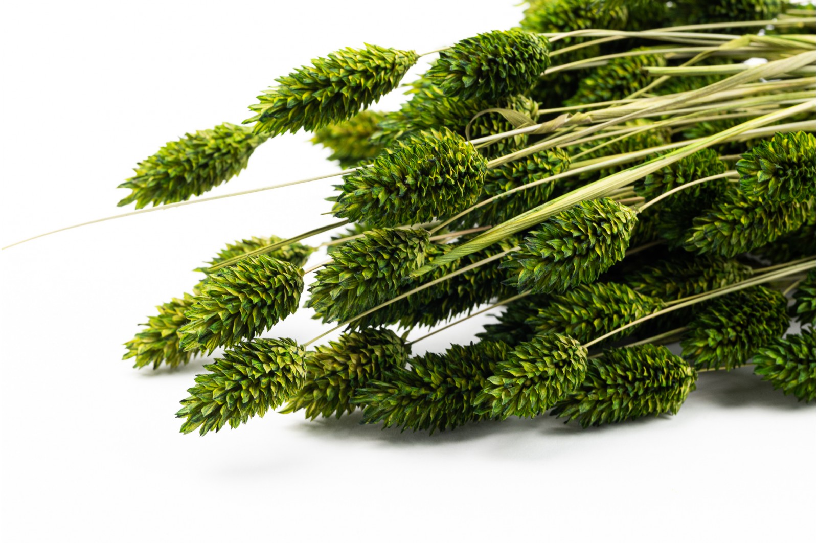 Phalaris sec (18) Phalaris sec (18)