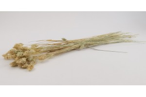 dried-phalaris-7.