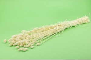 phalaris-sec-17.