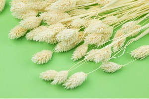 phalaris-sec-17
