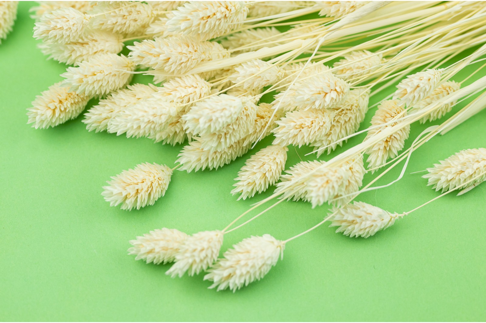 Dried phalaris (17) dried-phalaris-17
