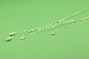 phalaris-sec-17.
