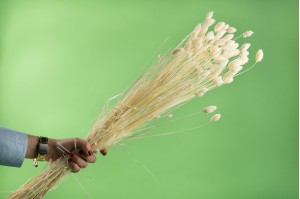 phalaris-sec-17.