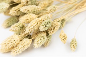 phalaris-sec-17