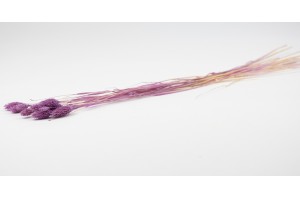 trockenes-phalaris-12.