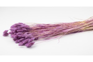 phalaris-sec-12.