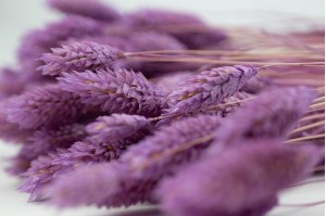 phalaris-sec-12