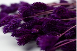 trockenes-phalaris-12.