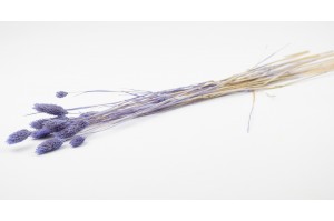phalaris-sec-12.
