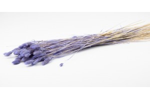 phalaris-sec-12.