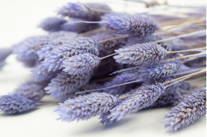 phalaris-sec-12.