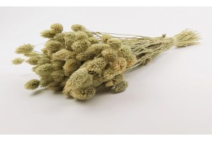 dried-phalaris-12.