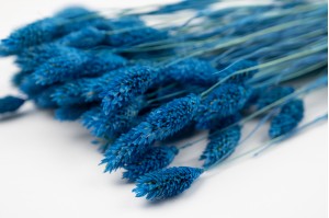 trockenes-phalaris-12.