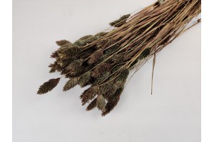 dried-phalaris-12.