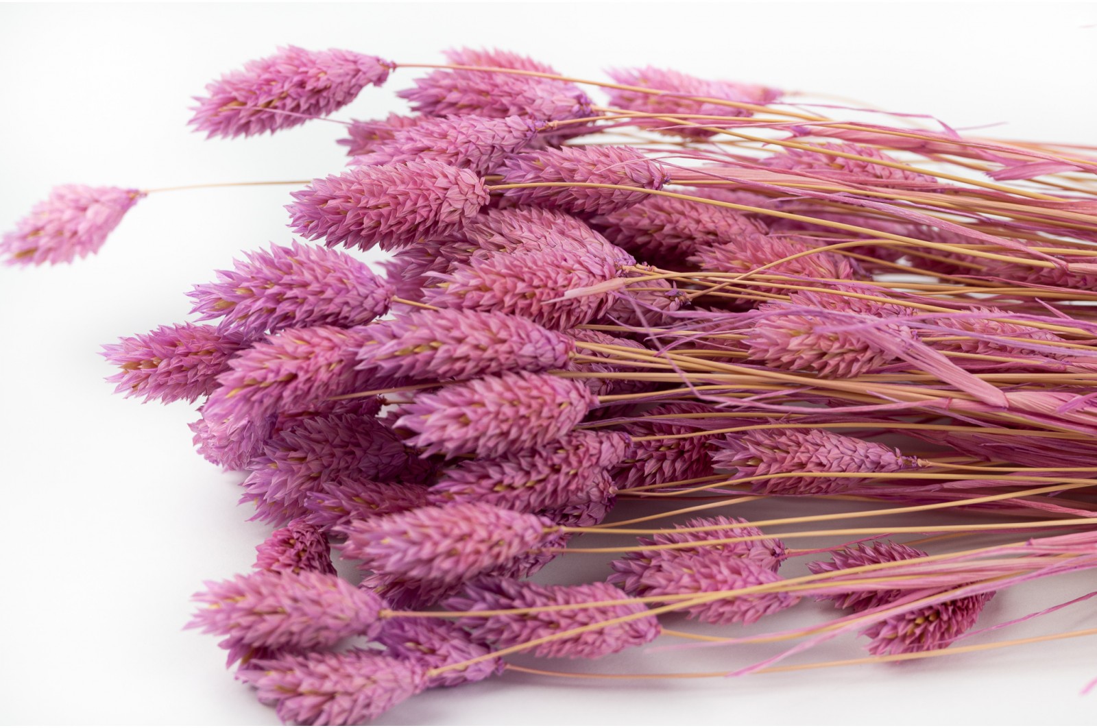 Dried phalaris (20) Dried phalaris (20)
