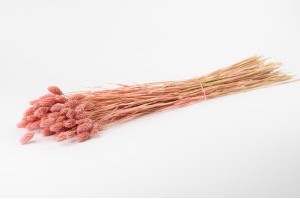 trockenes-phalaris-20.