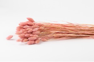 trockenes-phalaris-20.