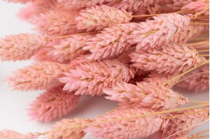 trockenes-phalaris-20.