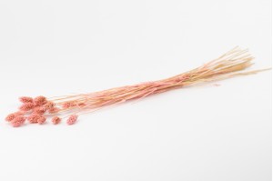 trockenes-phalaris-20.