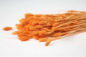 dried-mini-phalaris-24.