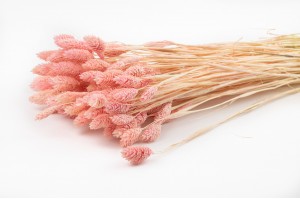 dried-mini-phalaris-24