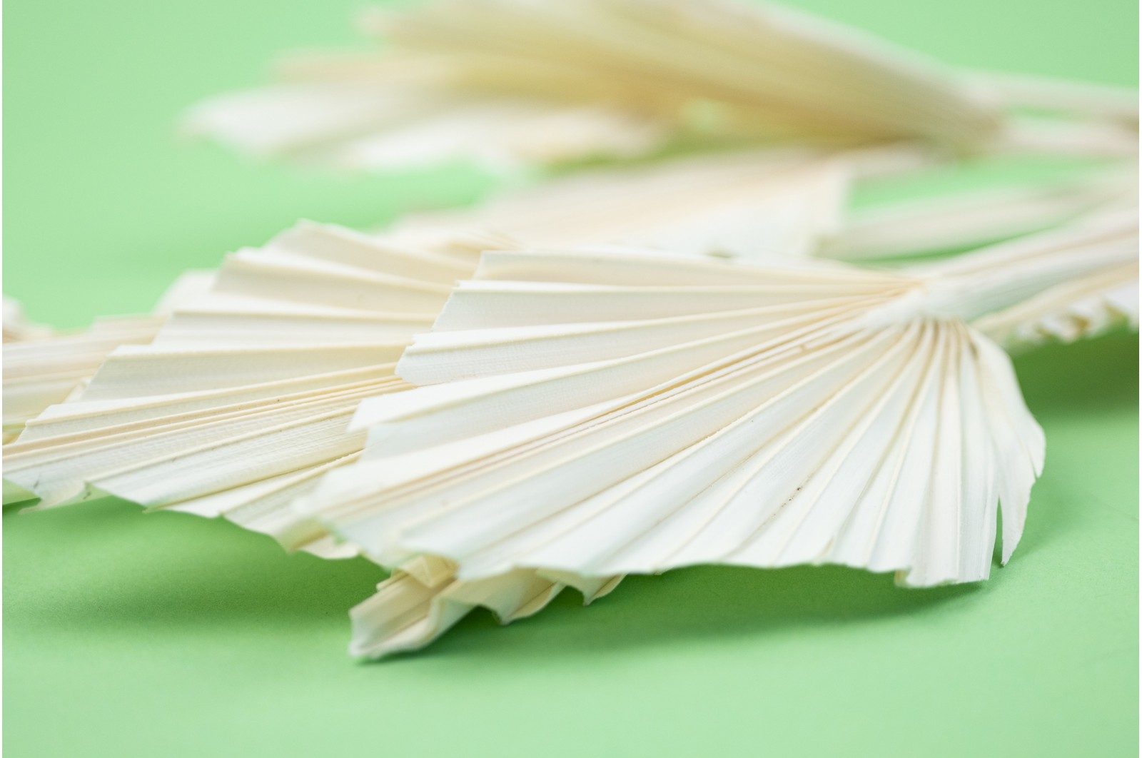Dried mini palm spear (12) dried-mini-palm-spear-12