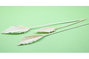 dried-mini-palm-spear-12.