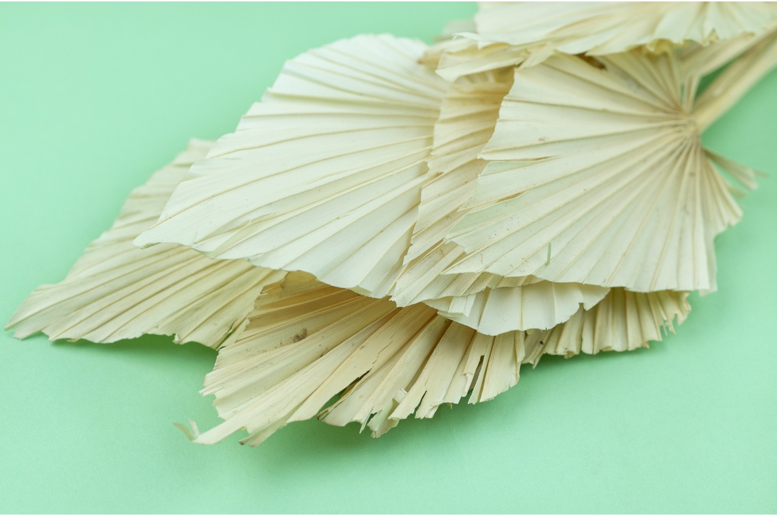 dried-palm-spear-7