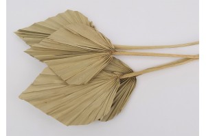 dried-palm-spear-8.