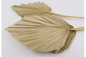 Dried palm spear (8)
